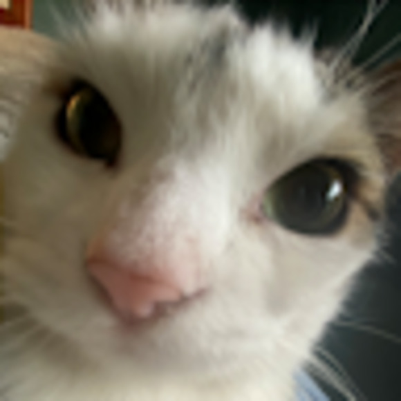 Meet your Posher, Kitty - Picture 1 of 1